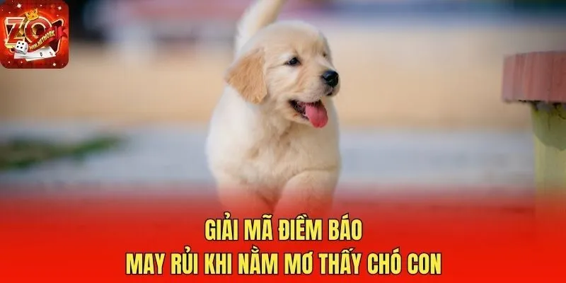 Giải mã điềm báo may rủi khi nằm mơ thấy chó con