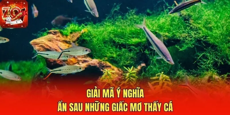 Giải mã ý nghĩa ẩn sau những giấc mơ thấy cá